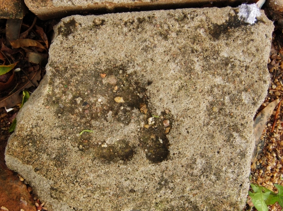 footprint in cement (550×411) | petrujviljoen